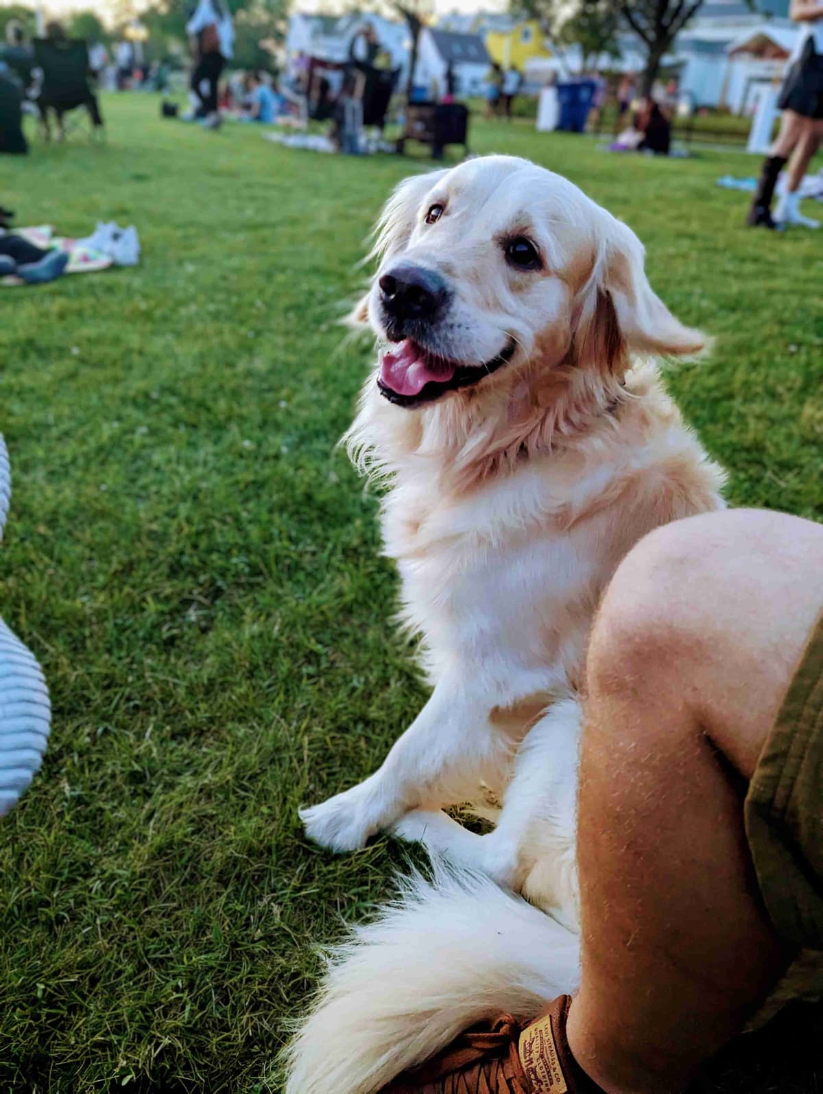 Golden Retriever Puppies breeder image 4