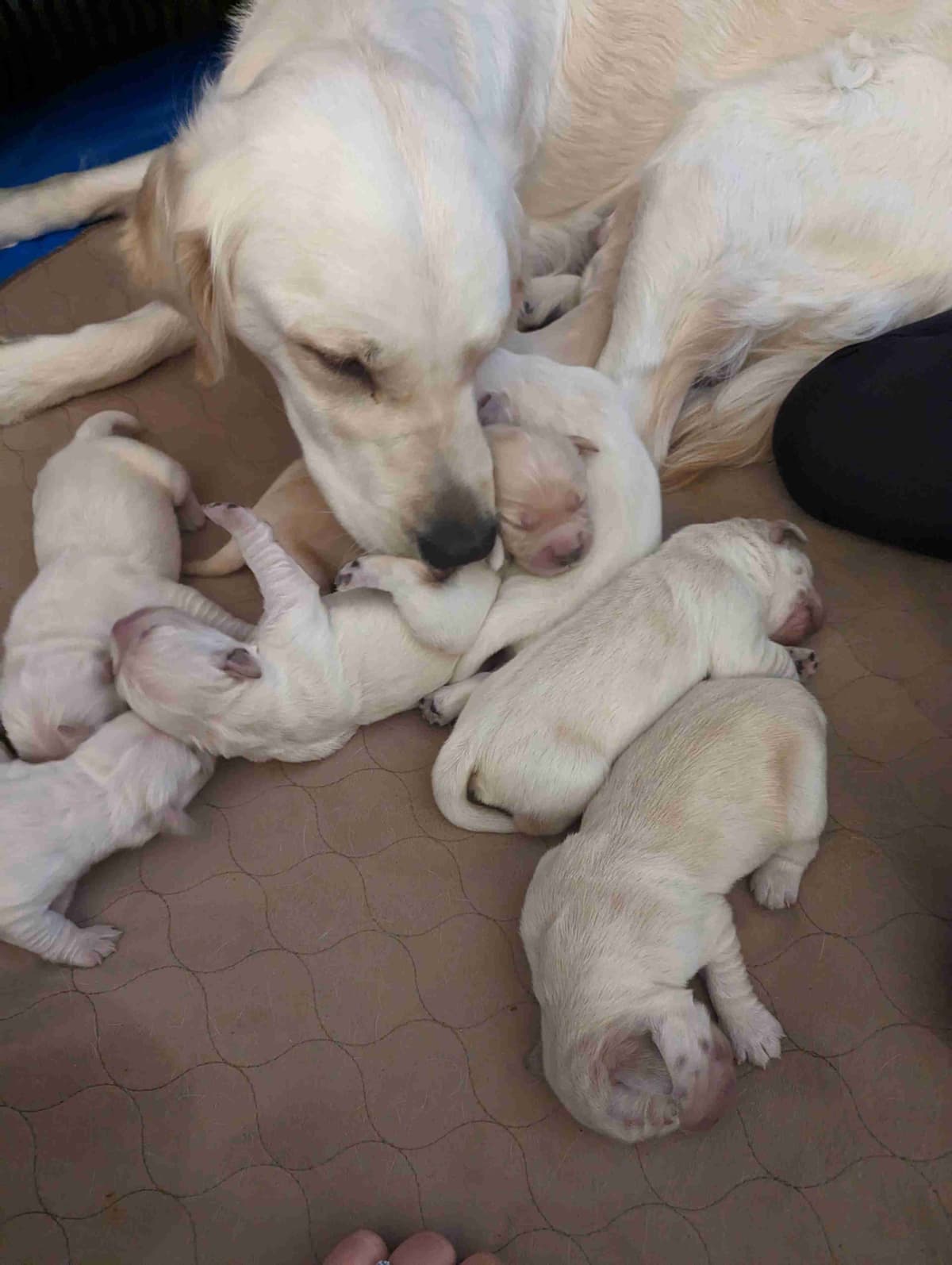 Golden Retriever Puppies breeder image 5