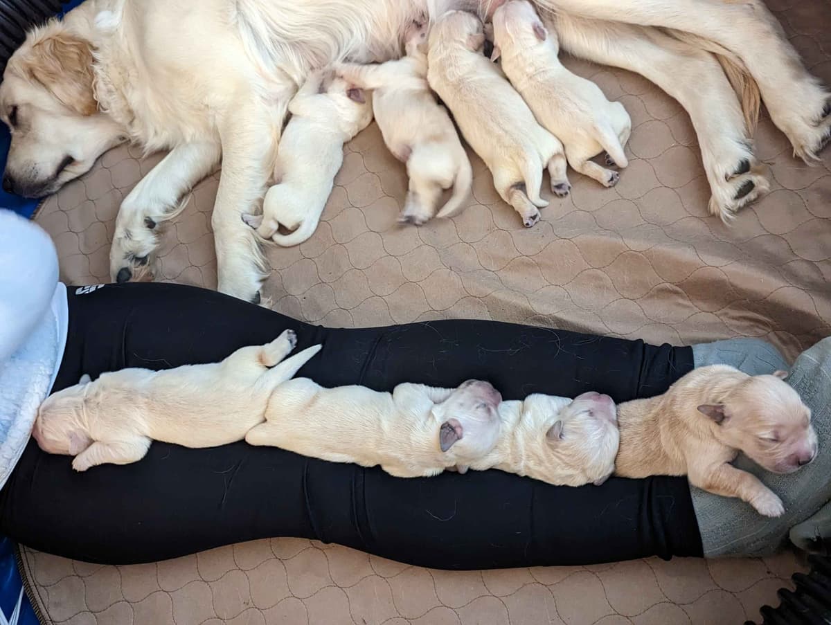 Golden Retriever Puppies breeder image 6
