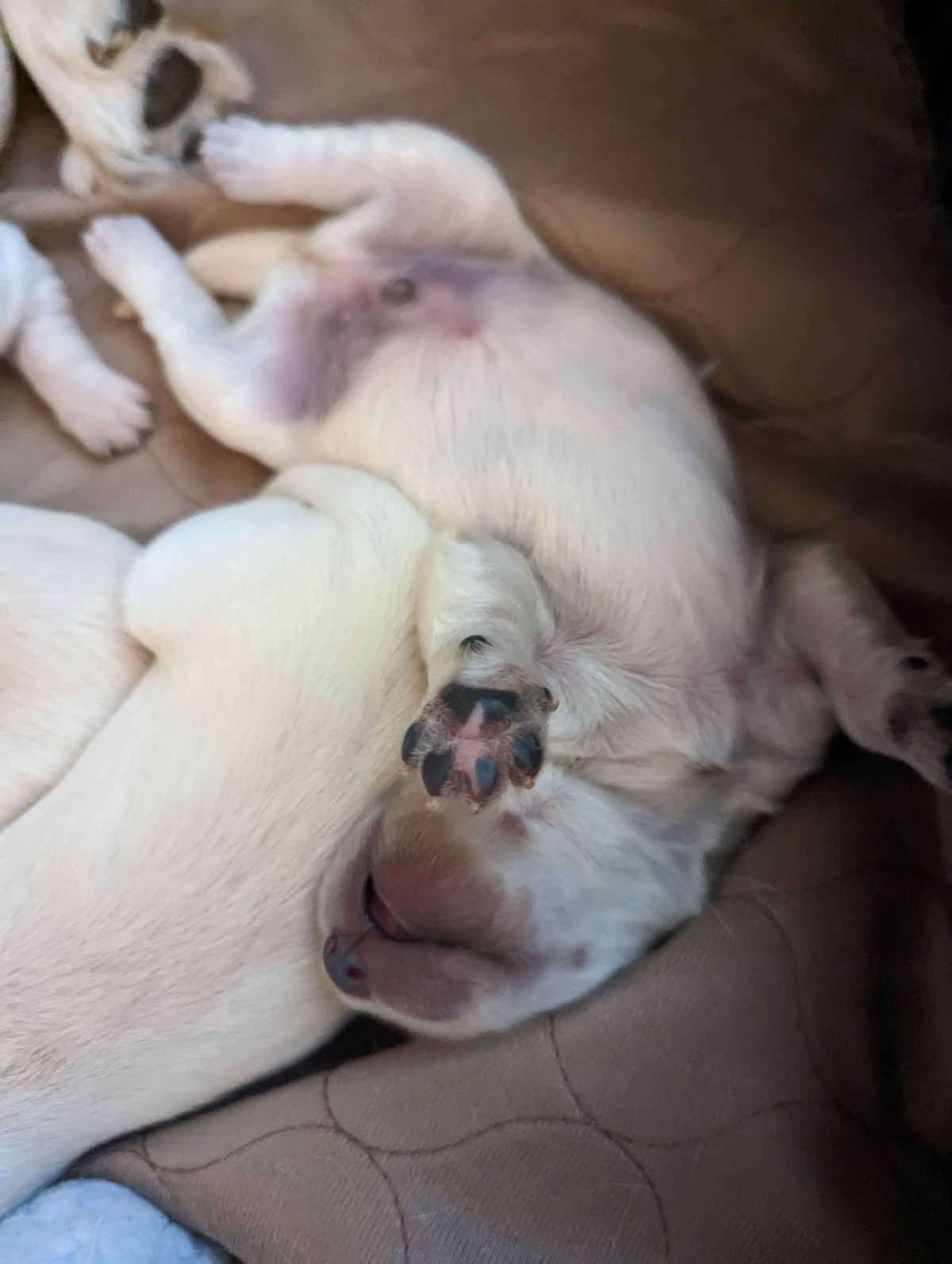 Golden Retriever Puppies breeder image 7
