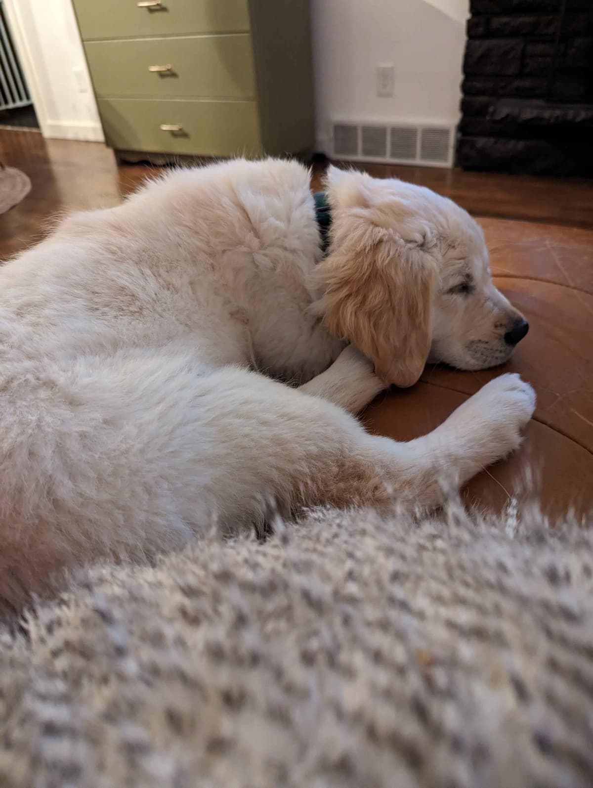 Golden Retriever Puppies breeder image 8