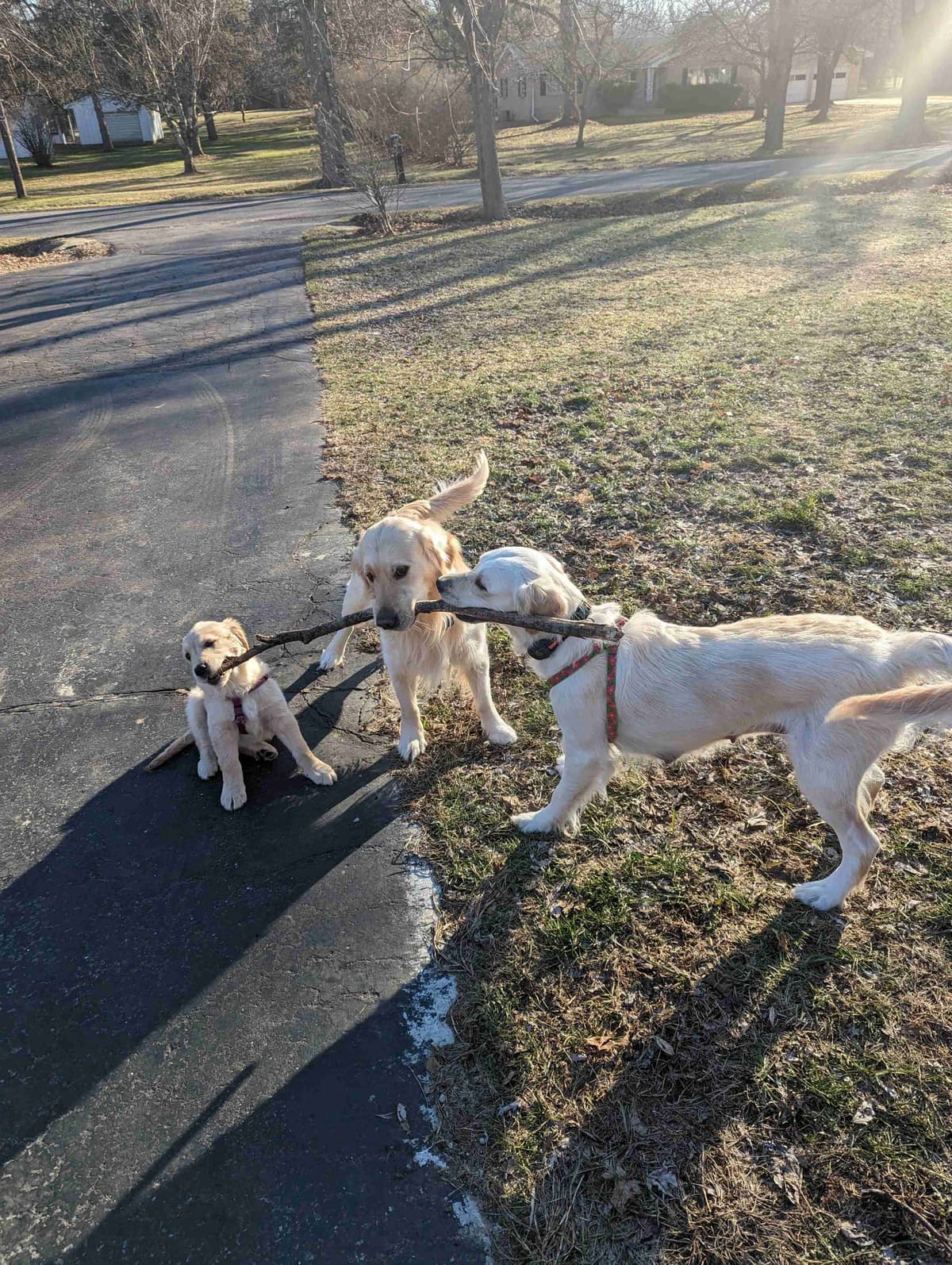 Golden Retriever Puppies breeder image 11