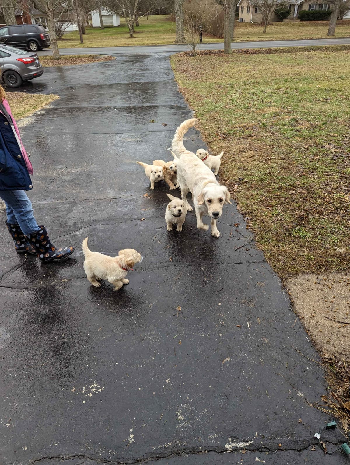 Golden Retriever Puppies breeder image 9