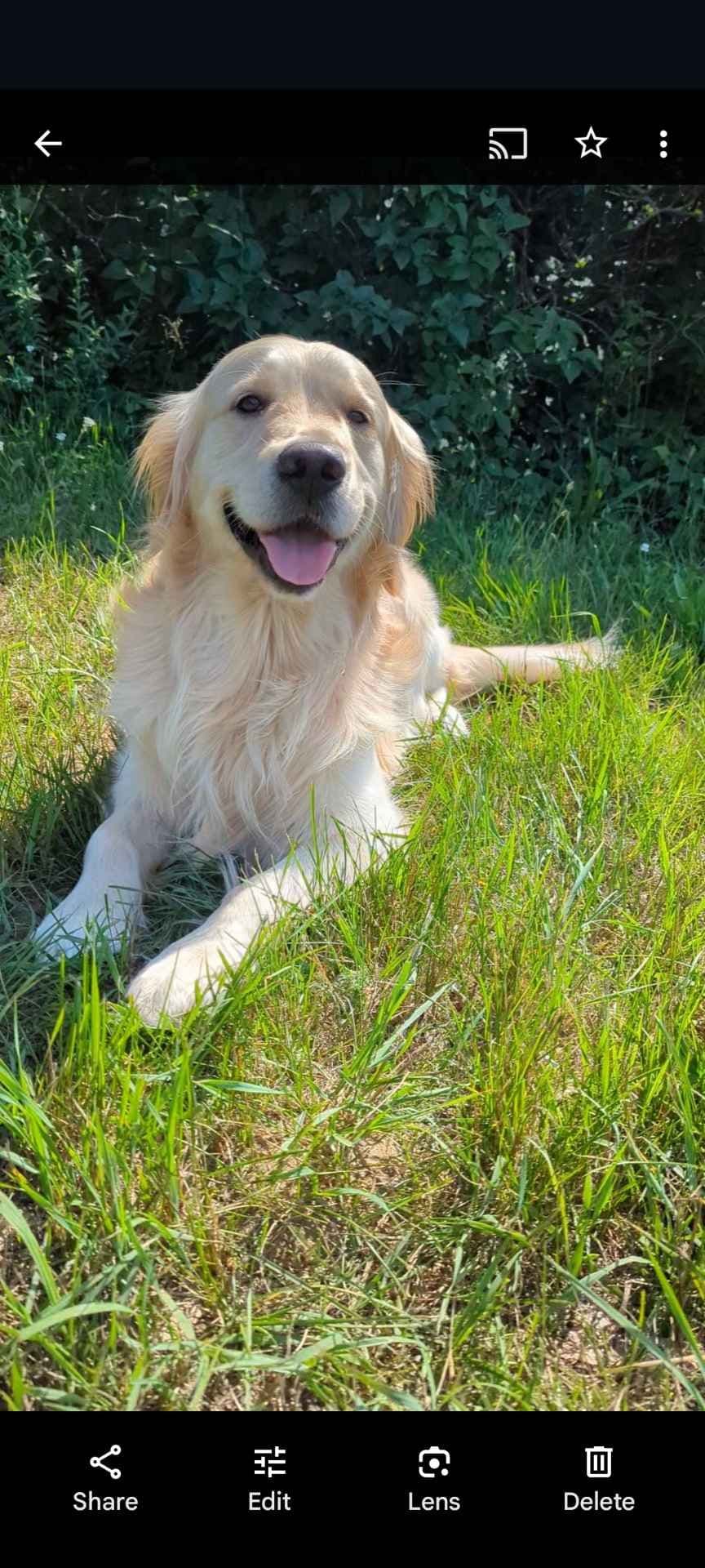 Golden Retriever Puppies breeder image 12