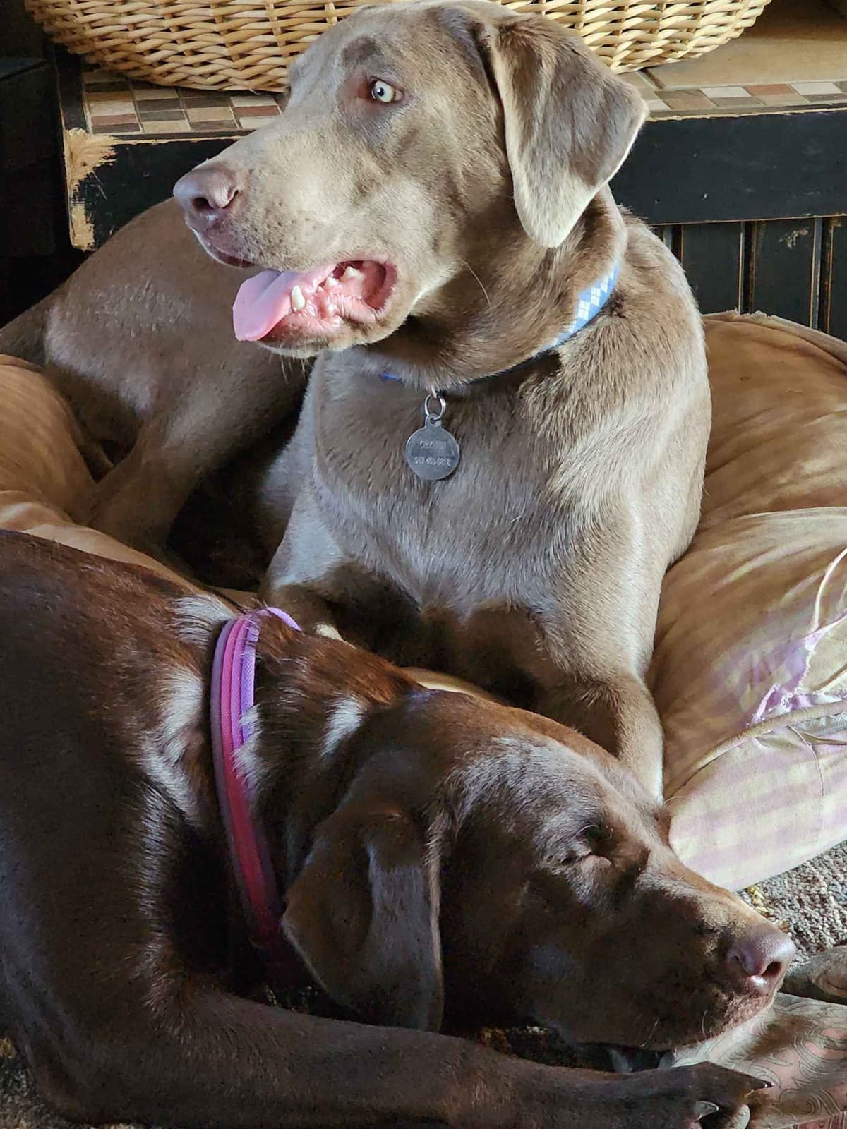 Labrador Retriever Puppies (2 Chocolate; 1 Silver) breeder image 1