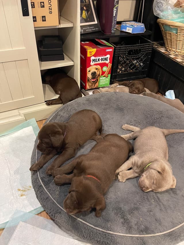 Labrador Retriever Puppies (2 Chocolate; 1 Silver) media 2