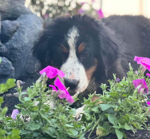 Bernese Mountain Dog Puppies media 2