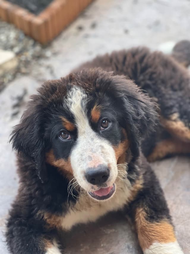 Bernese Mountain Dog Puppies media 3