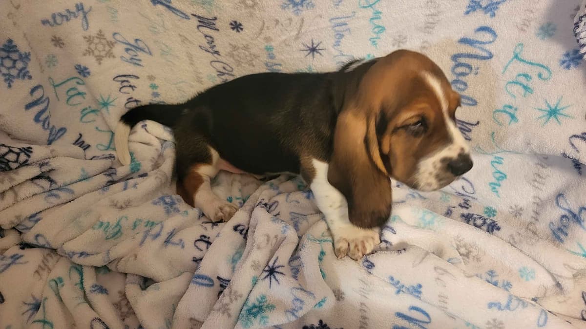 Basset Hound Puppies breeder image 1