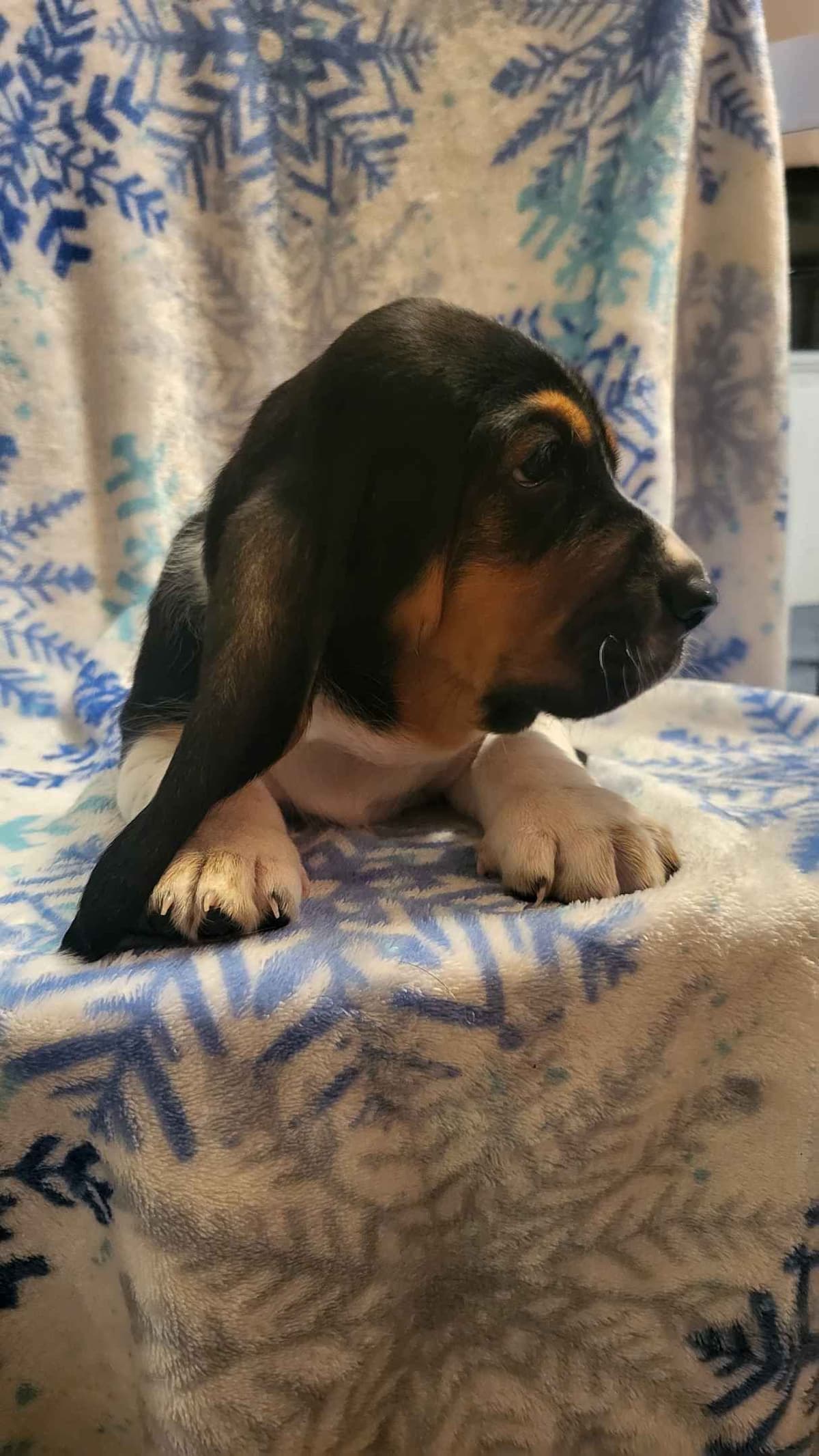 Basset Hound Puppies breeder image 4