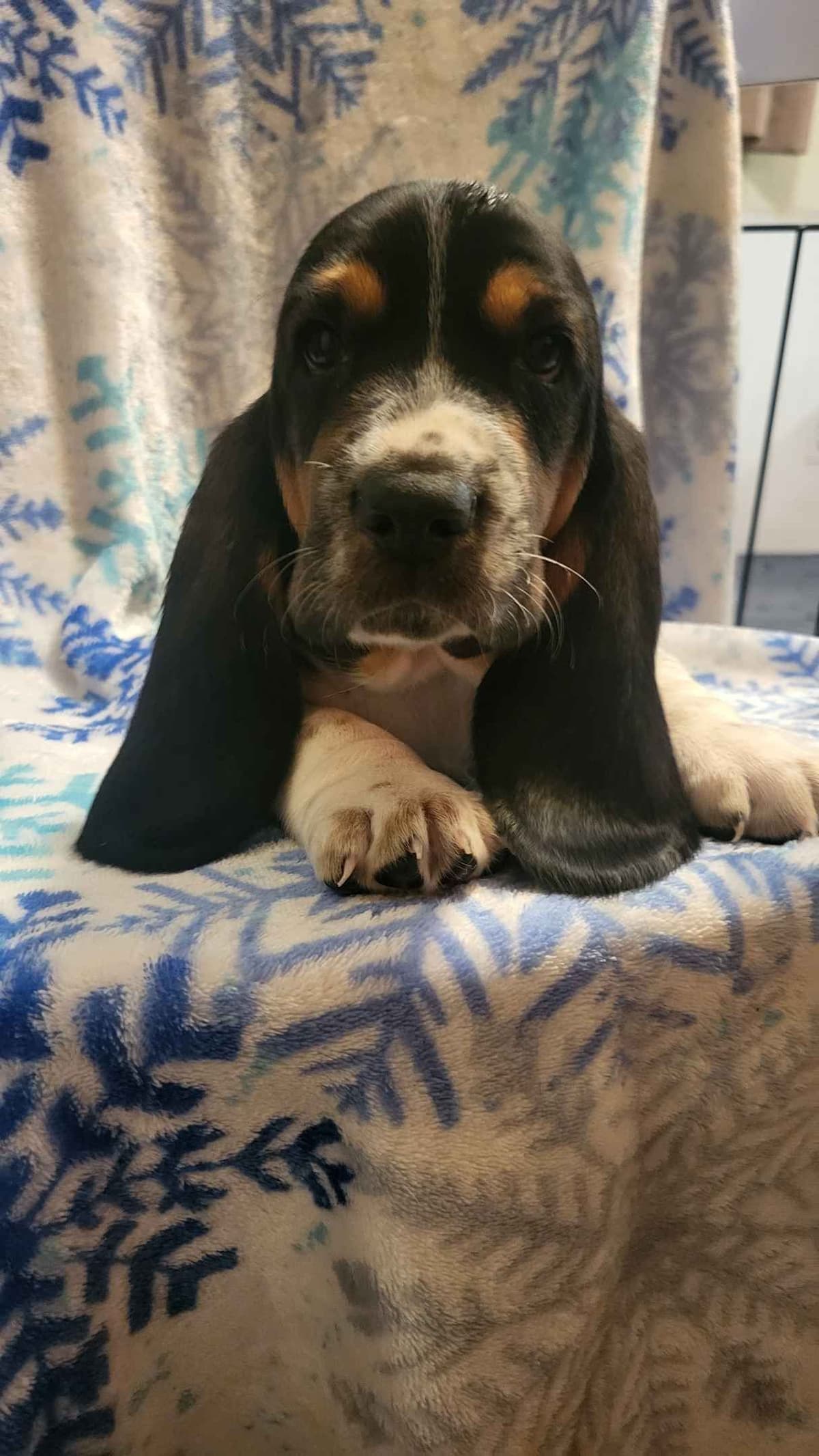 Basset Hound Puppies breeder image 3