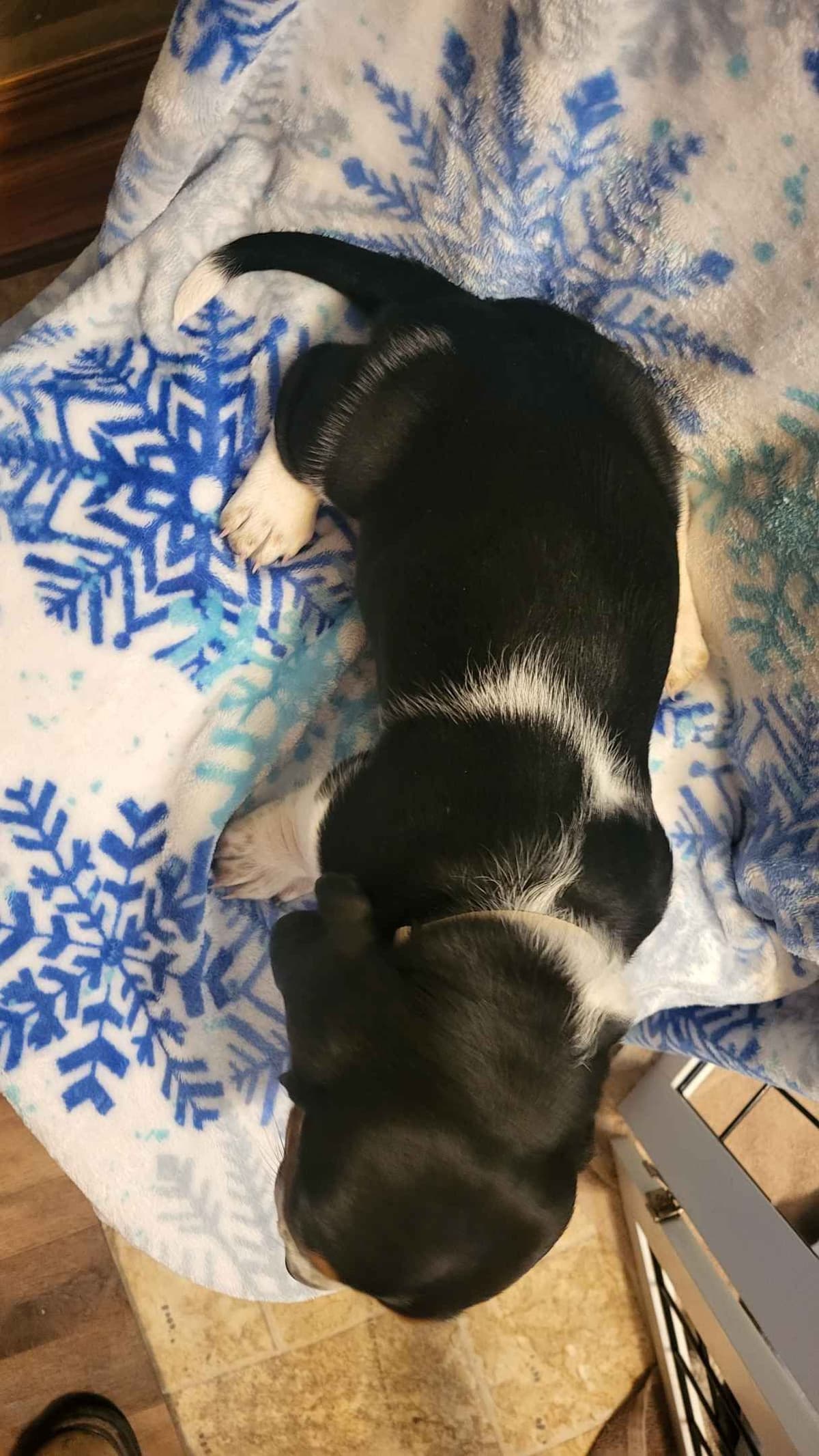 Basset Hound Puppies breeder image 5