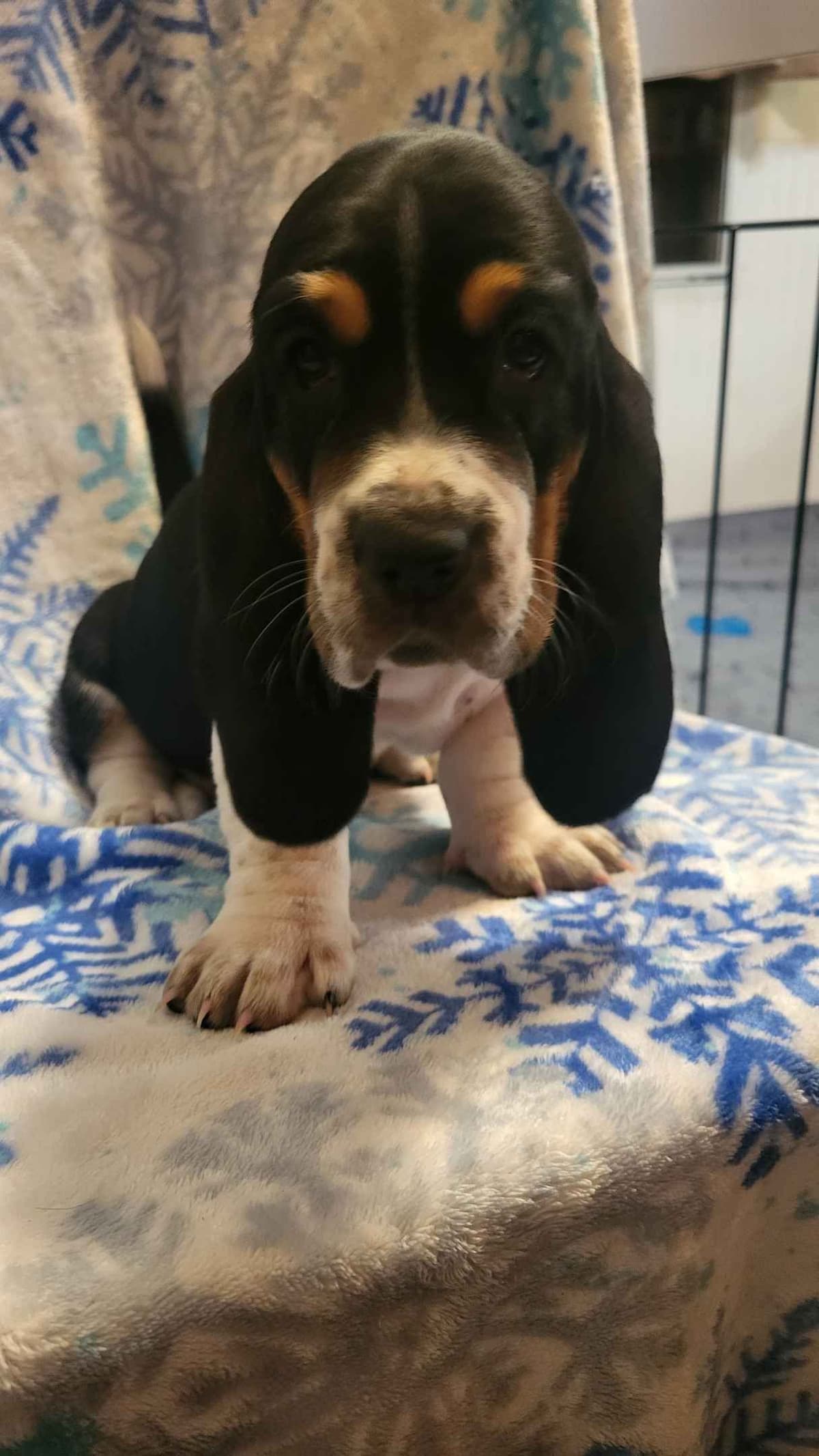 Basset Hound Puppies breeder image 7