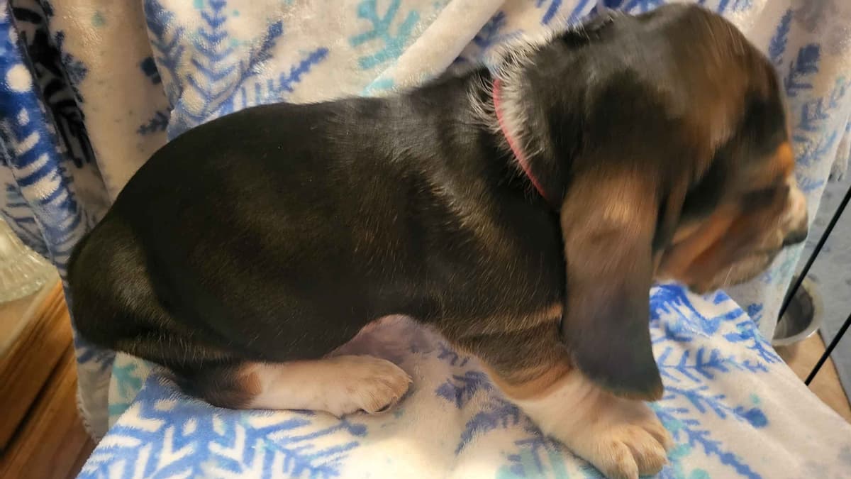 Basset Hound Puppies breeder image 9