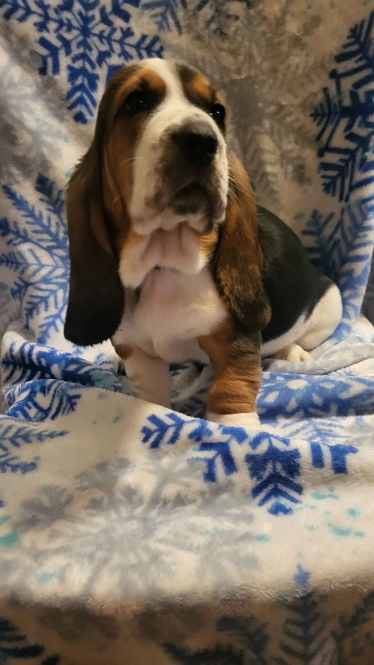 Basset Hound Puppies breeder image 11