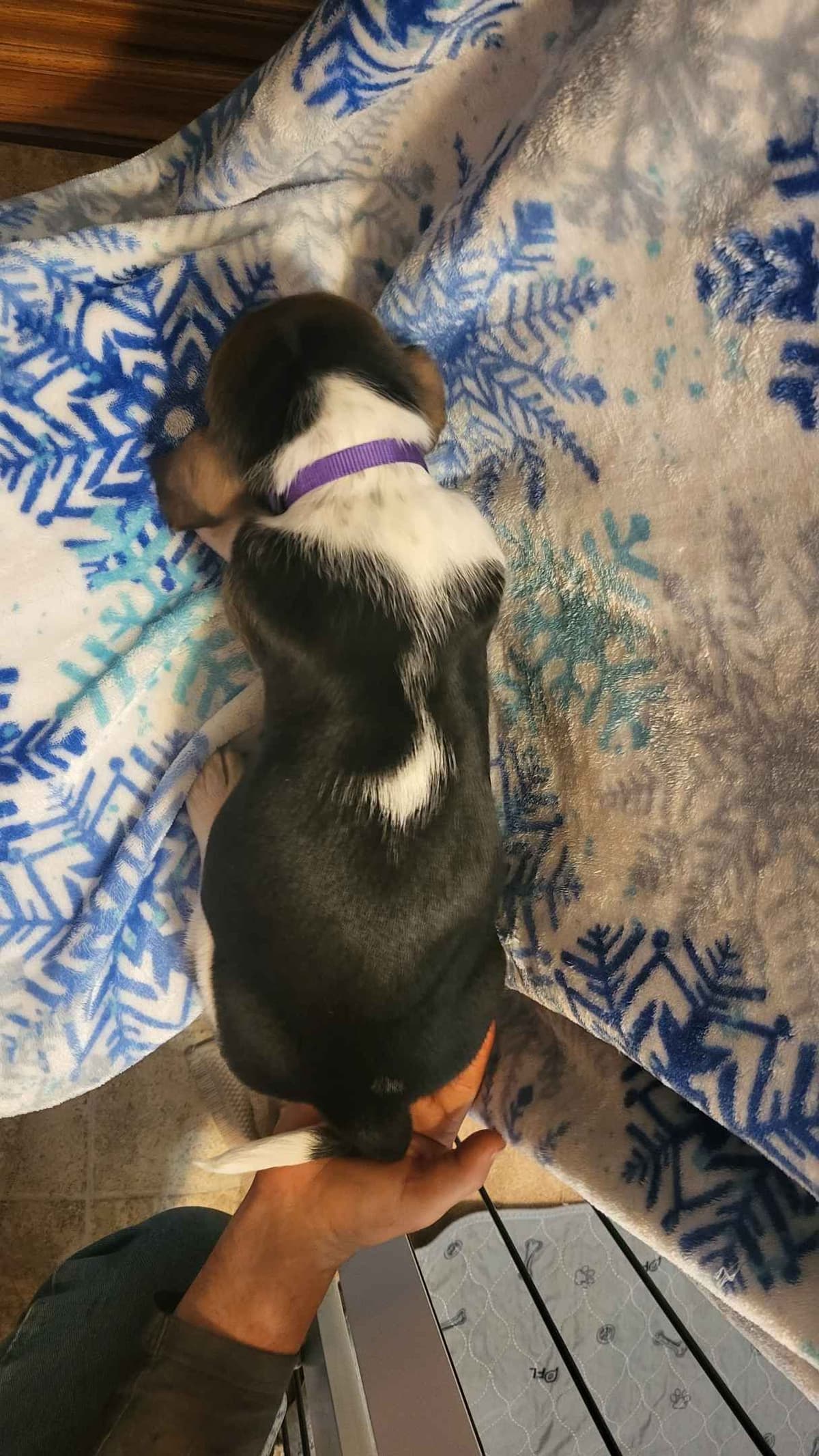Basset Hound Puppies breeder image 12
