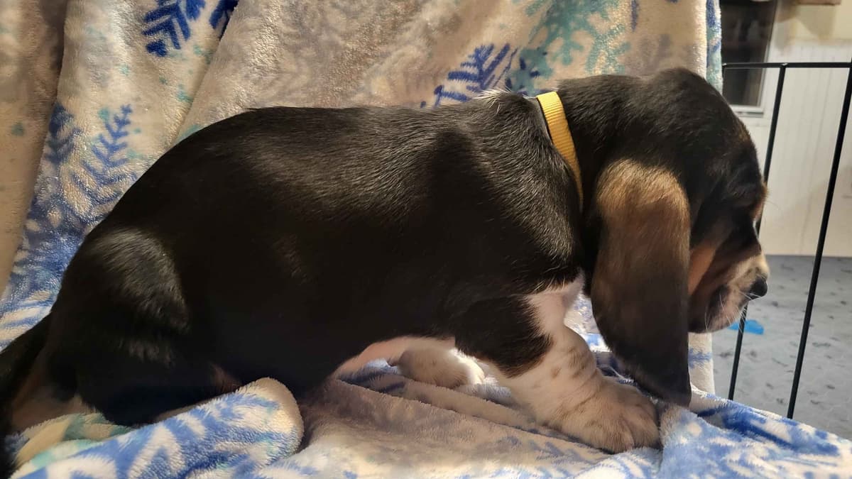 Basset Hound Puppies breeder image 15