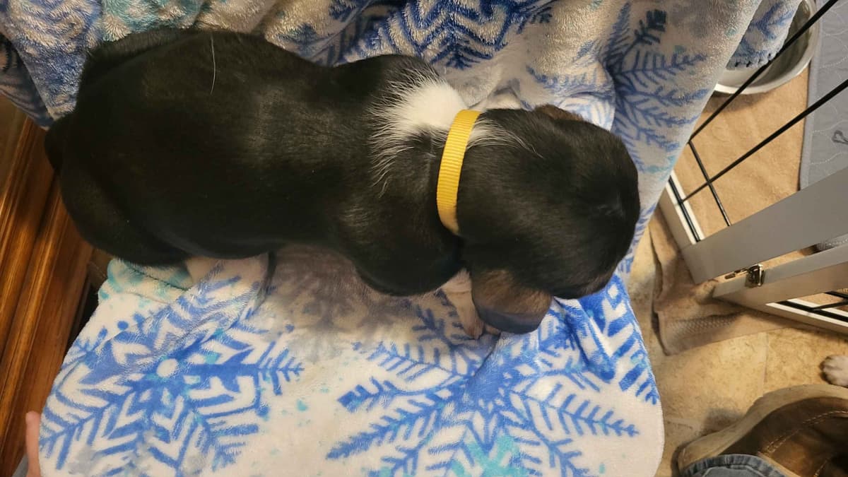 Basset Hound Puppies breeder image 14