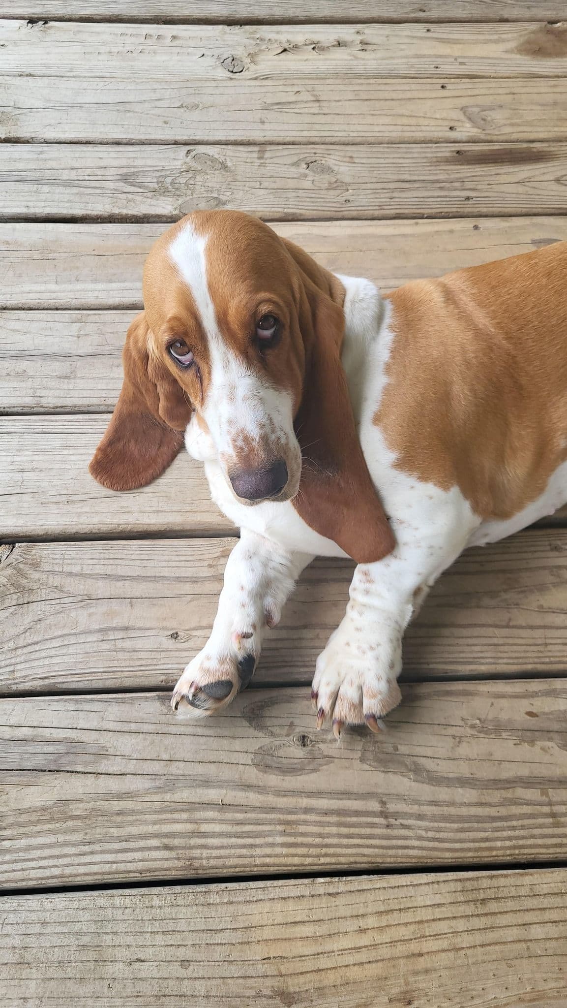Basset Hound Puppies breeder image 16