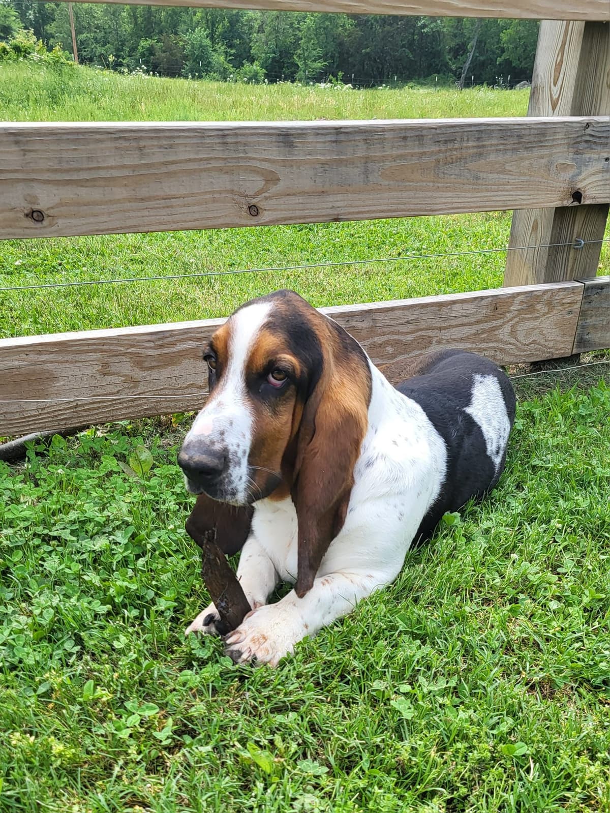 Basset Hound Puppies breeder image 18