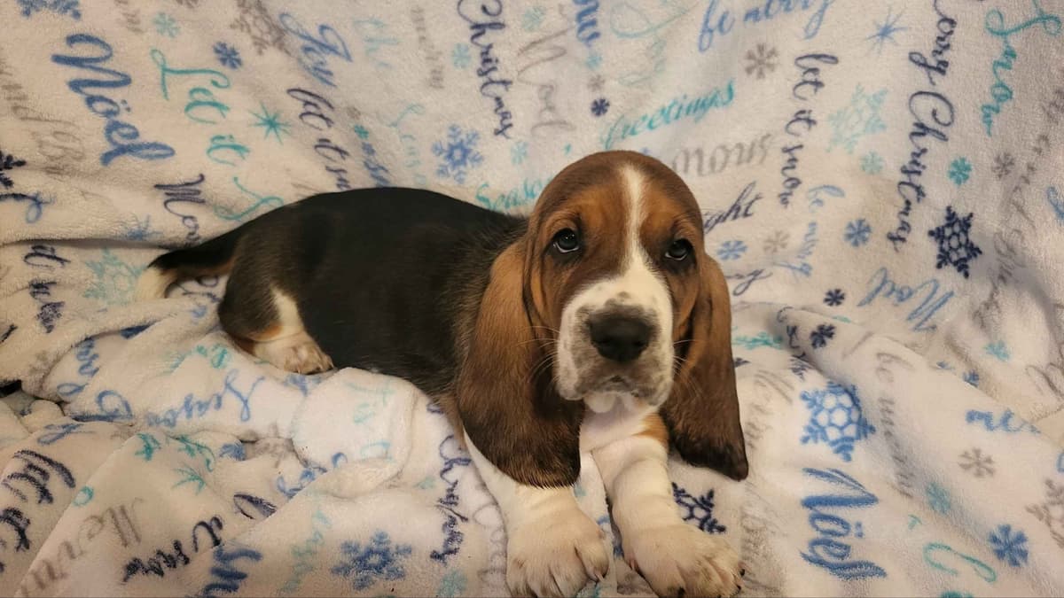 Basset Hound Puppies breeder image 17