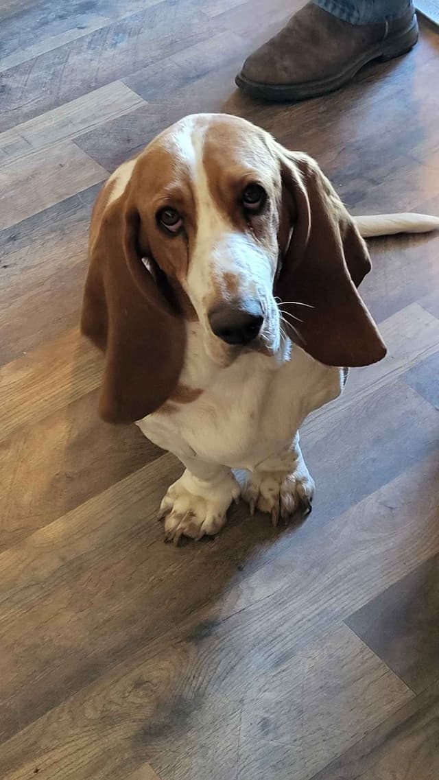 Basset Hound Puppies media 2