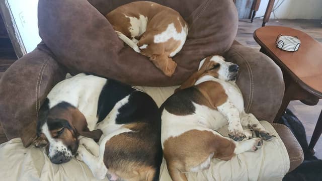 Basset Hound Puppies media 4