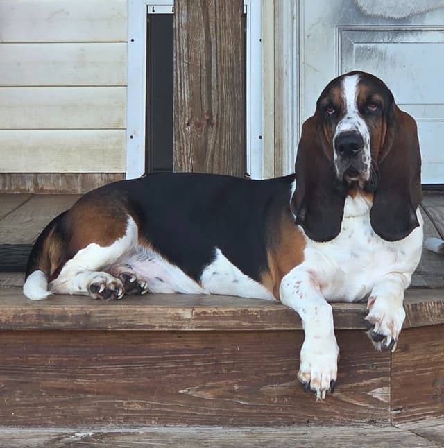 Basset Hound Puppies media 3