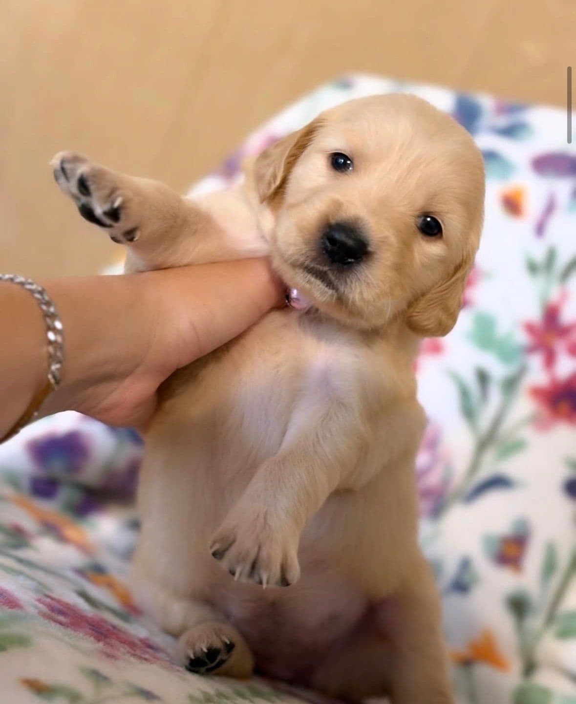 Golden Retriever Puppies breeder image 2