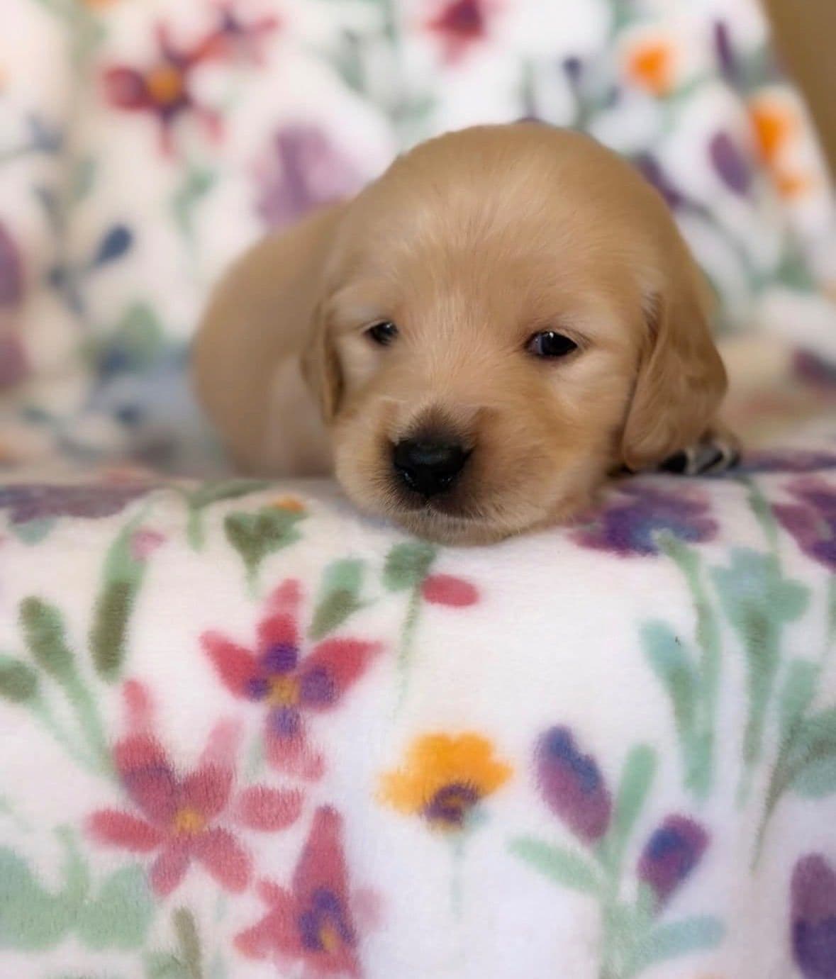 Golden Retriever Puppies breeder image 1