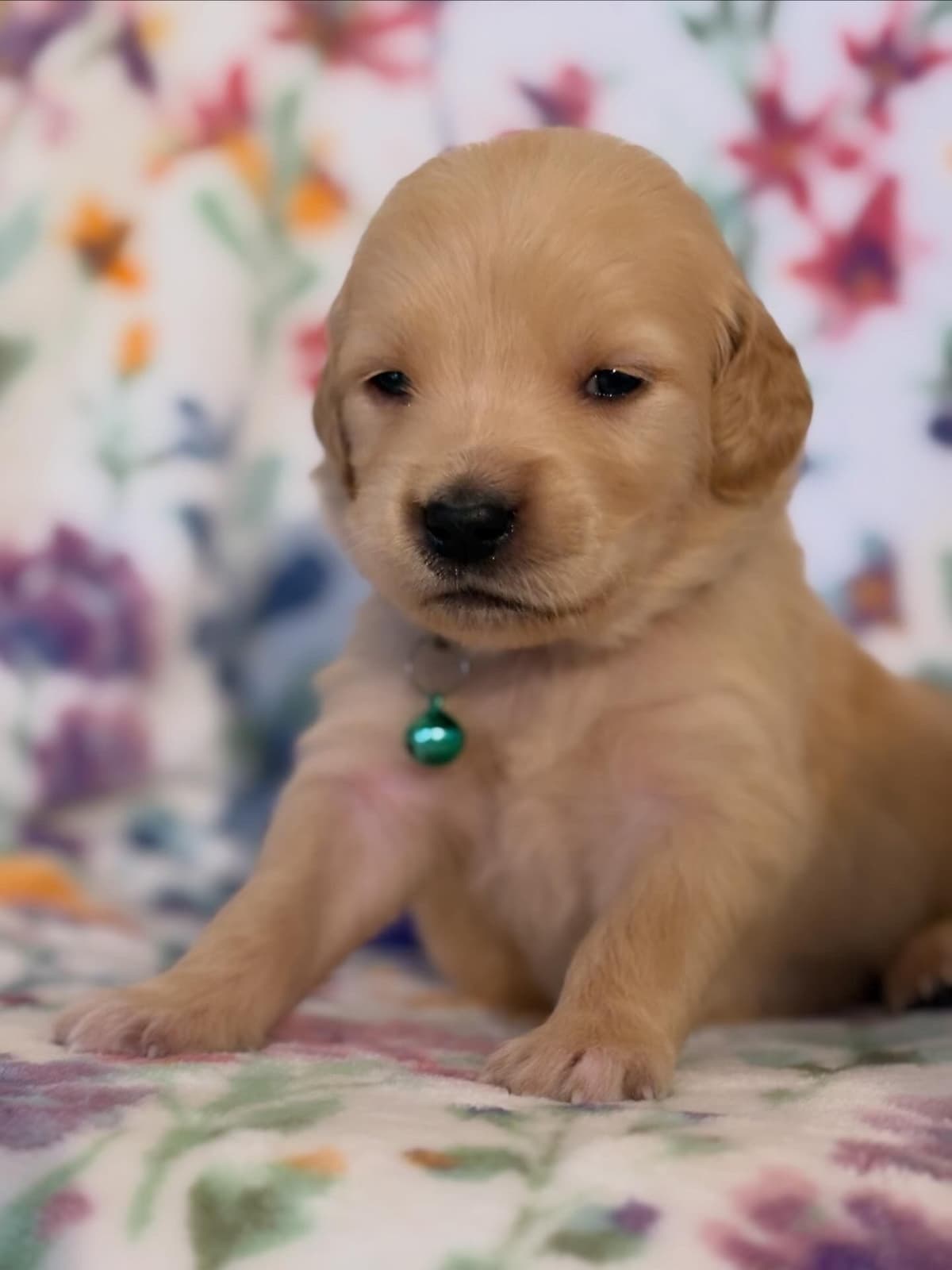 Golden Retriever Puppies breeder image 3