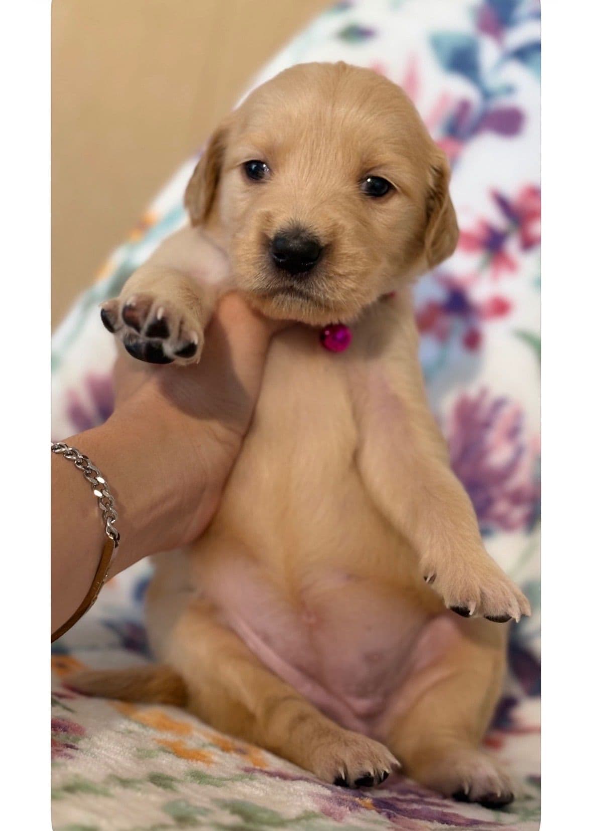 Golden Retriever Puppies breeder image 5