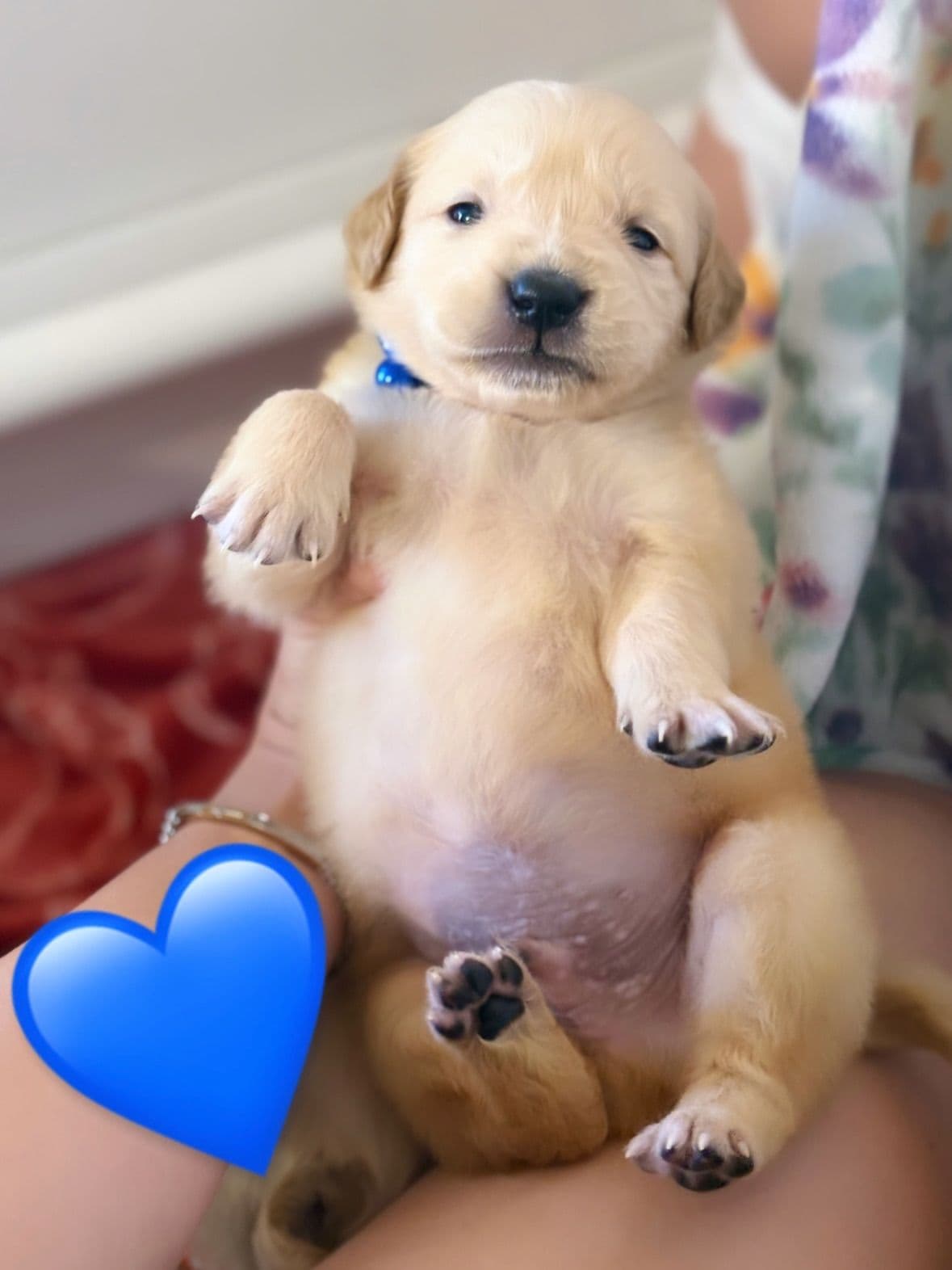 Golden Retriever Puppies breeder image 6