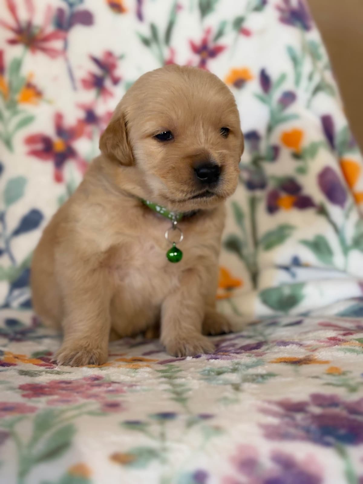 Golden Retriever Puppies breeder image 9