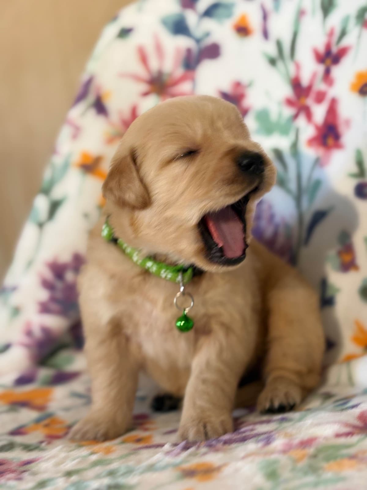 Golden Retriever Puppies breeder image 10