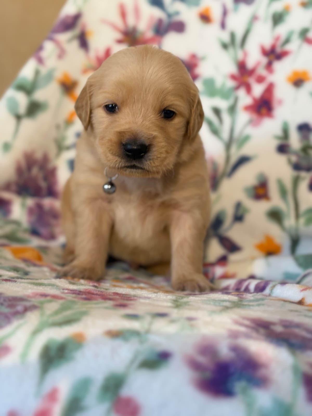 Golden Retriever Puppies breeder image 12