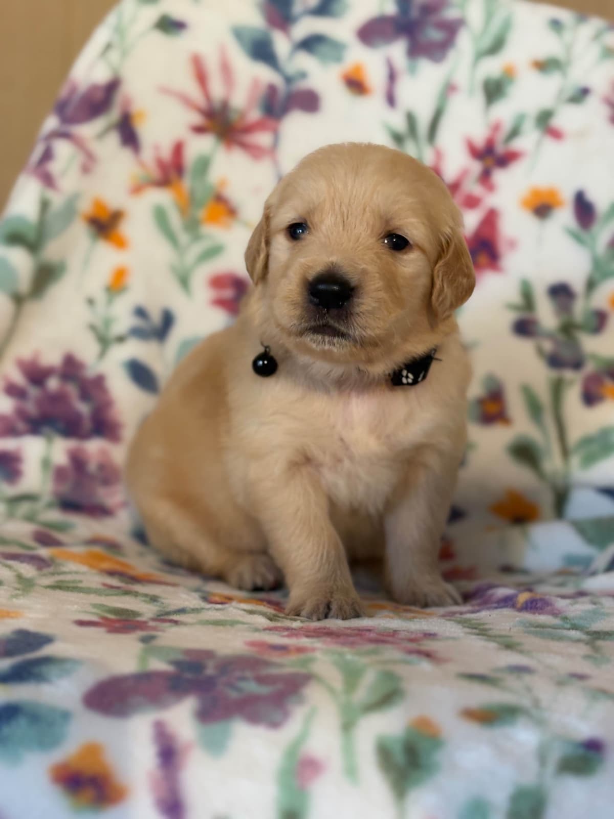 Golden Retriever Puppies breeder image 13