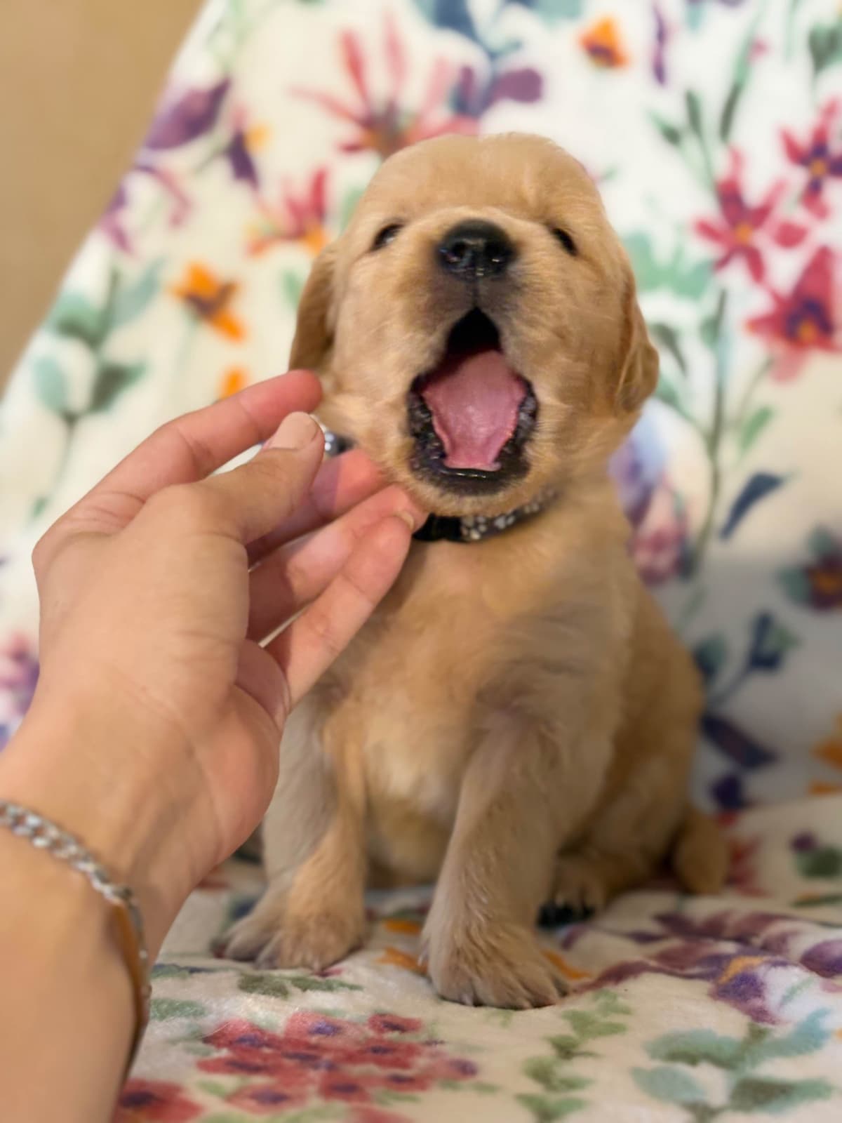 Golden Retriever Puppies breeder image 15