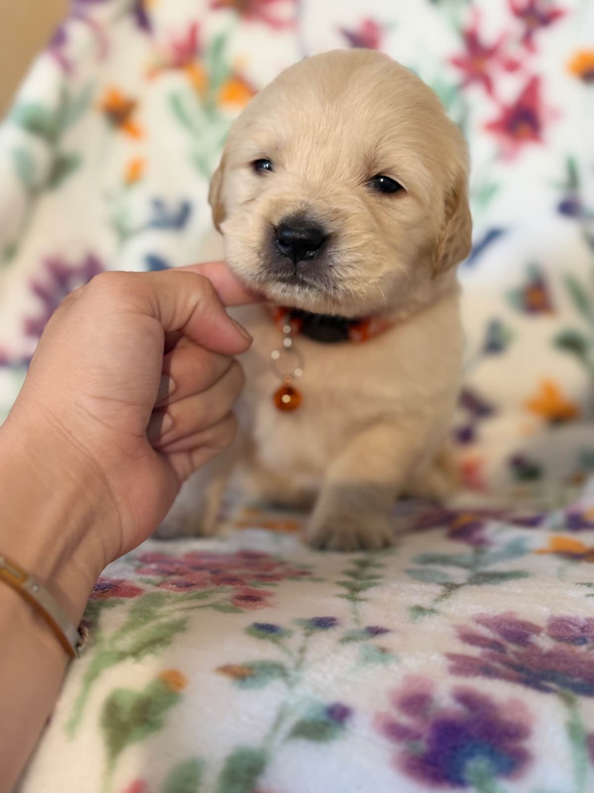 Golden Retriever Puppies breeder image 14