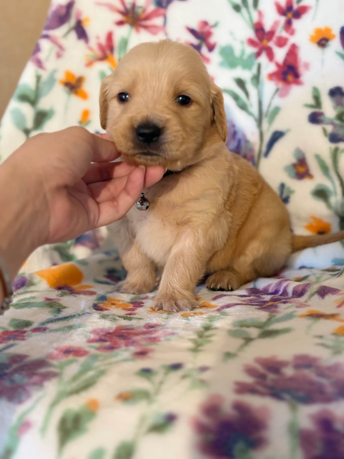 Golden Retriever Puppies breeder image 18
