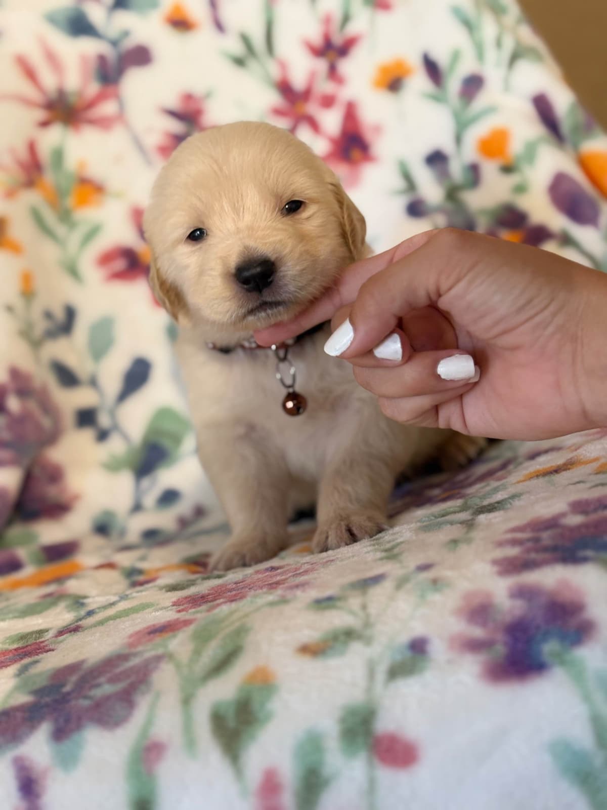 Golden Retriever Puppies breeder image 19