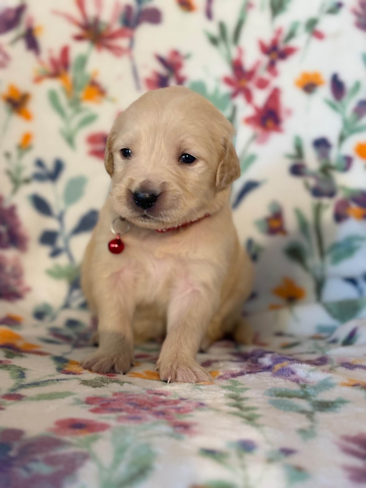 Golden Retriever Puppies breeder image 17