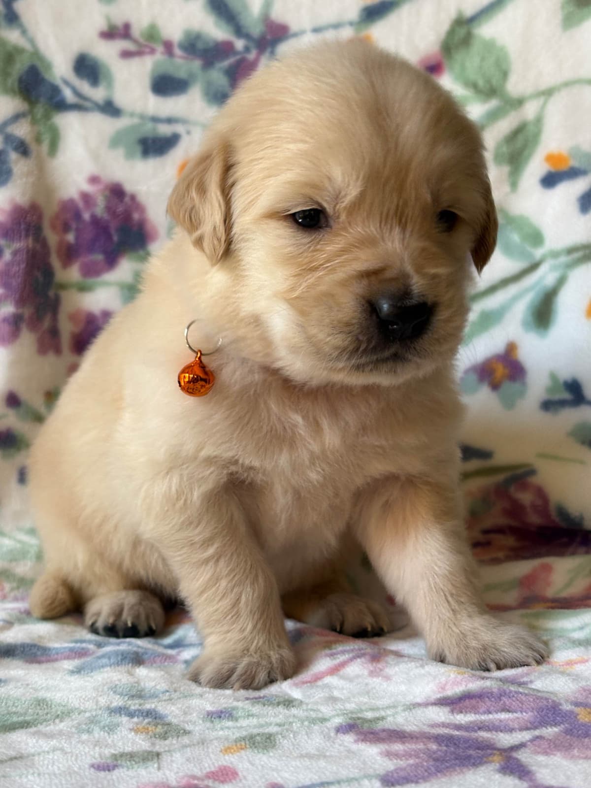 Golden Retriever Puppies breeder image 21