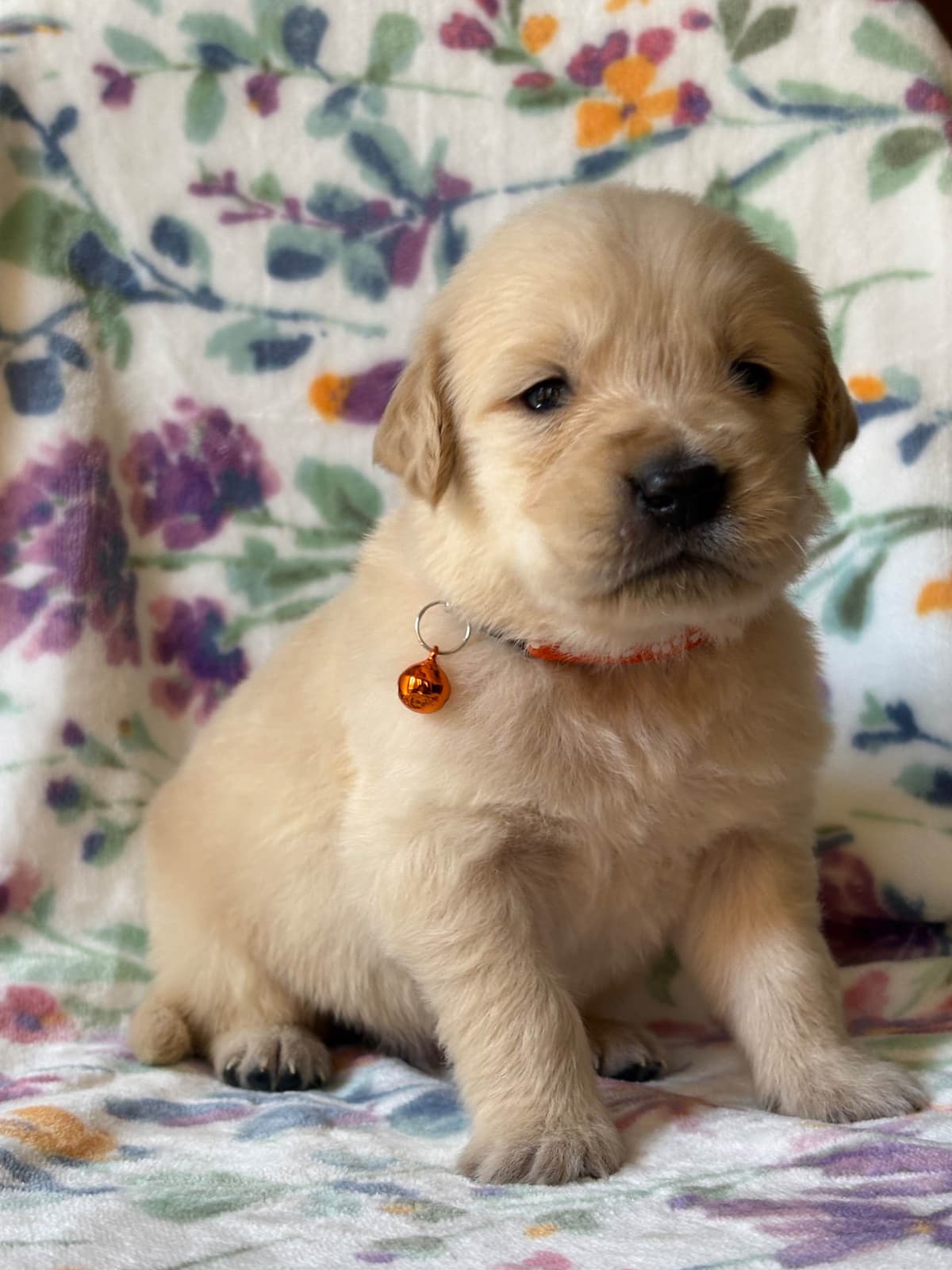 Golden Retriever Puppies breeder image 22