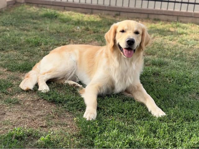 Golden Retriever Puppies media 6