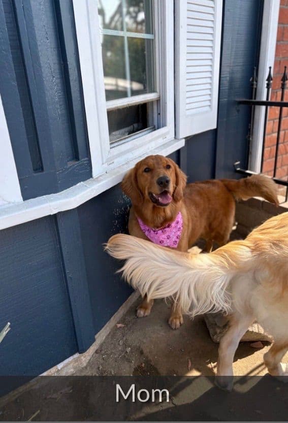 Golden Retriever Puppies breeder image 23