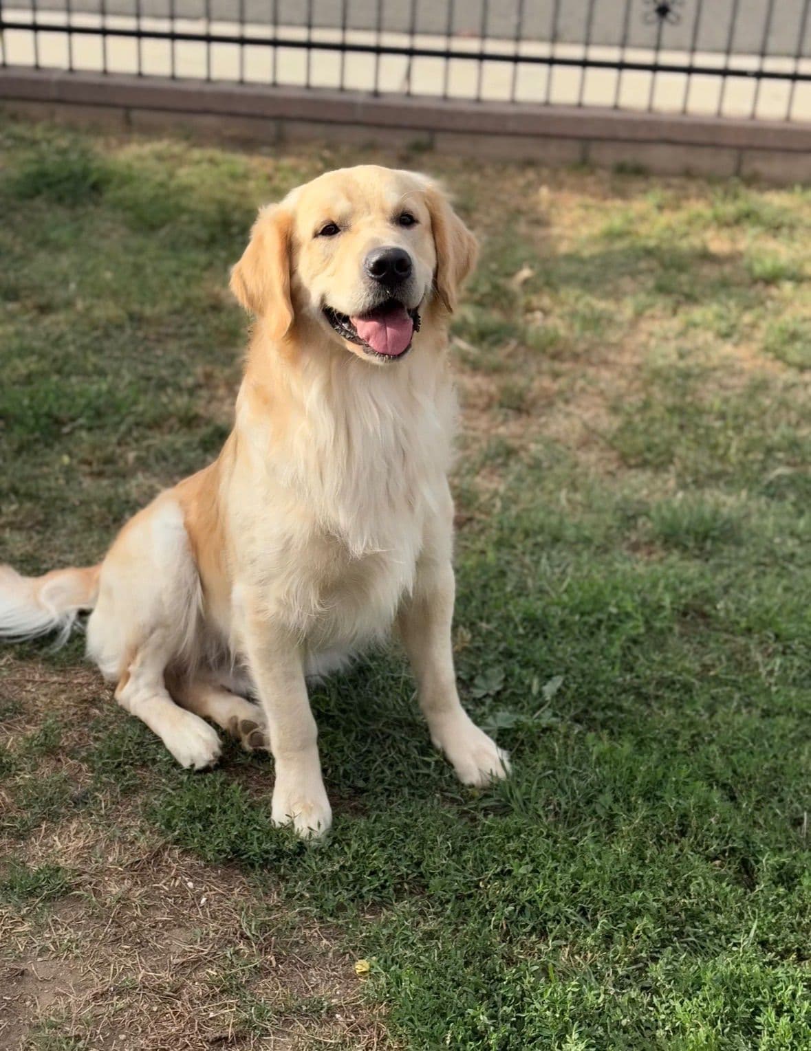 Golden Retriever Puppies breeder image 24