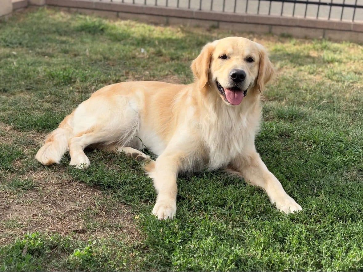 Golden Retriever Puppies breeder image 25