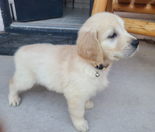 Golden Retriever Puppies media 2
