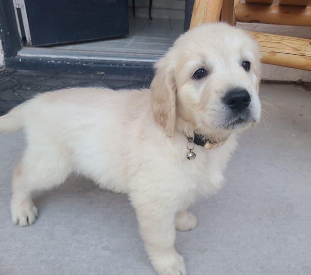 Golden Retriever Puppies media 3